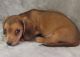 Miniature Dachshund Puppies for sale in Fayetteville, TN 37334, USA. price: $1,000