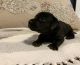 Miniature Dachshund Puppies for sale in Benton, AR, USA. price: $600