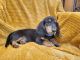 Miniature Dachshund Puppies for sale in Centerville, IA 52544, USA. price: $1,250