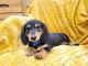 Miniature Dachshund Puppies for sale in Centerville, IA 52544, USA. price: $1,250