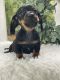 Miniature Dachshund Puppies for sale in Duncan, OK, USA. price: $750