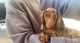 Miniature Dachshund Puppies for sale in Irvine, CA, USA. price: NA