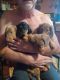 Miniature Dachshund Puppies for sale in Godfrey, IL, USA. price: $600