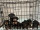 Miniature Dachshund Puppies for sale in Greensboro, NC, USA. price: NA