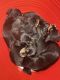 Miniature Dachshund Puppies for sale in Greensboro, NC 27405, USA. price: $850