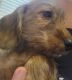 Miniature Dachshund Puppies for sale in Prattville, AL, USA. price: $1,100