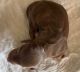 Miniature Dachshund Puppies for sale in Prattville, AL, USA. price: NA