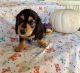 Miniature Dachshund Puppies for sale in Dover, OH, USA. price: NA