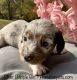 Miniature Dachshund Puppies for sale in Indianapolis, IN, USA. price: NA