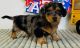 Miniature Dachshund Puppies for sale in Wichita, KS, USA. price: NA