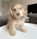 Miniature Dachshund Puppies for sale in Centereach, NY, USA. price: $600