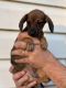 Miniature Dachshund Puppies for sale in Cincinnati, OH, USA. price: $700