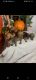 Miniature Dachshund Puppies for sale in Dallas, TX 75217, USA. price: NA
