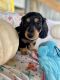 Miniature Dachshund Puppies for sale in Dover, OH, USA. price: $995