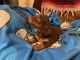 Miniature Dachshund Puppies for sale in Lawson, MO 64062, USA. price: NA