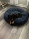 Miniature Dachshund Puppies for sale in Casselberry, FL, USA. price: NA