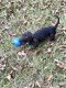 Miniature Dachshund Puppies for sale in Columbia, MS 39429, USA. price: $400