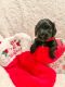Miniature Dachshund Puppies for sale in Pinellas Park, FL, USA. price: NA