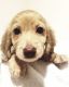 Miniature Dachshund Puppies for sale in Rogersville, MO 65742, USA. price: NA