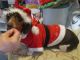 Miniature Dachshund Puppies for sale in Humansville, MO 65674, USA. price: $100,000