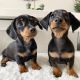 Miniature Dachshund Puppies for sale in Dallas, TX, USA. price: NA