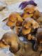Miniature Dachshund Puppies for sale in Oshkosh, WI, USA. price: NA
