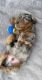 Miniature Dachshund Puppies for sale in Vista, CA, USA. price: $1,300