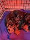 Miniature Dachshund Puppies for sale in Orange, VA 22960, USA. price: NA