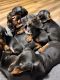 Miniature Dachshund Puppies