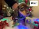 Miniature Dachshund Puppies for sale in Akron, OH, USA. price: $950