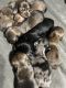 Miniature Dachshund Puppies for sale in McAlester, OK 74501, USA. price: $700,800