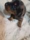 Miniature Dachshund Puppies for sale in Culpeper, VA 22701, USA. price: NA
