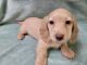 Miniature Dachshund Puppies for sale in Fayetteville, TN 37334, USA. price: $1,500