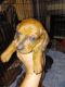 Miniature Dachshund Puppies for sale in Northport, AL, USA. price: NA