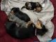 Miniature Dachshund Puppies for sale in Sarasota, FL, USA. price: NA