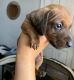 Miniature Dachshund Puppies for sale in Los Banos, CA, USA. price: NA