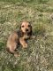 Miniature Dachshund Puppies for sale in Plum, PA, USA. price: $1,450