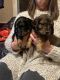 Miniature Dachshund Puppies for sale in Winston-Salem, NC, USA. price: $1,500