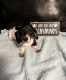 Miniature Dachshund Puppies for sale in Watkins Glen, NY 14891, USA. price: $1,800