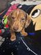 Miniature Dachshund Puppies for sale in Fort Wayne, IN, USA. price: NA