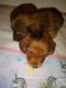 Miniature Dachshund Puppies for sale in Harrisburg, IL 62946, USA. price: NA