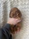 Miniature Dachshund Puppies for sale in Denver, CO, USA. price: NA