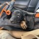 Miniature Dachshund Puppies for sale in Sweet Home, OR, USA. price: $1,200