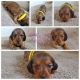 Miniature Dachshund Puppies for sale in Penrose, CO 81240, USA. price: NA
