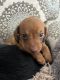 Miniature Dachshund Puppies for sale in Houston, TX, USA. price: $1,100
