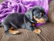 Miniature Dachshund Puppies for sale in Elkhart, IN, USA. price: $1,000