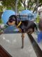 Miniature Dachshund Puppies for sale in Houston, TX, USA. price: $1,100