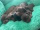 Miniature Dachshund Puppies for sale in Bakersfield, CA, USA. price: NA