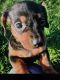 Miniature Dachshund Puppies for sale in Smithton, PA, USA. price: $1,200