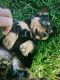 Miniature Dachshund Puppies for sale in Smithton, PA, USA. price: $1,200